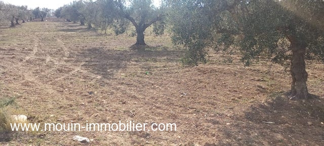 Vente Terrain SIDI MTIR  TUNISIE  