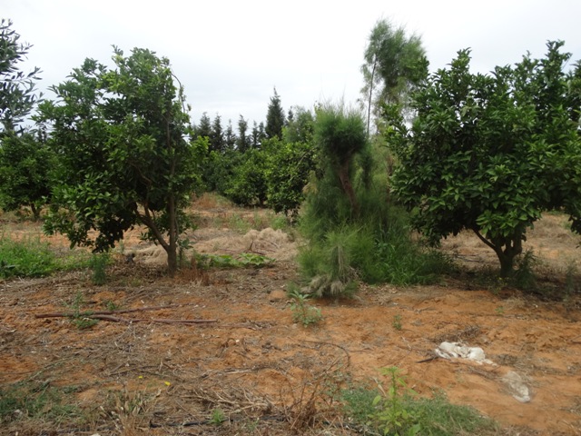 Vente Terrain SOMAA TUNISIE  