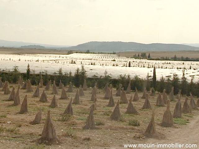 Vente Terrain TEBOURBA TUNIS TUNISIE  