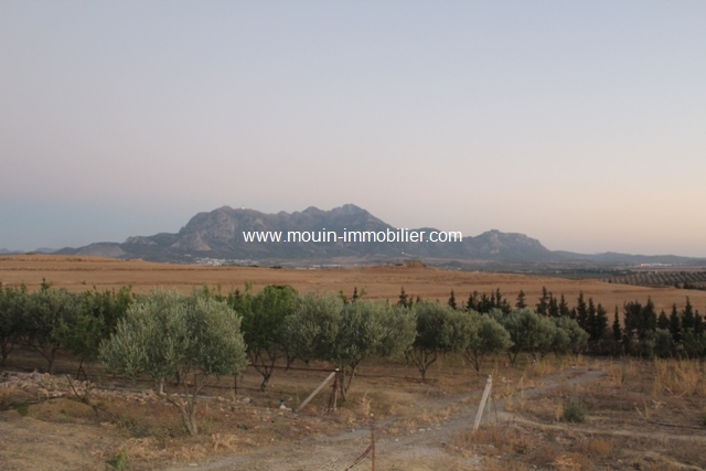 Vente Terrain ZAGHOUAN TUNISIE  