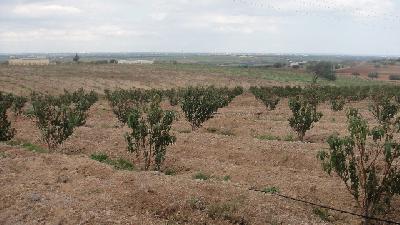 Vente&nbsp;Terrain&nbsp;KORBA&nbsp;TUNISIE&nbsp;&nbsp;