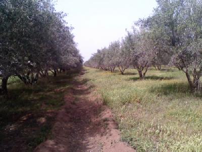 Vente Terrain MARRAKECH MAROC  